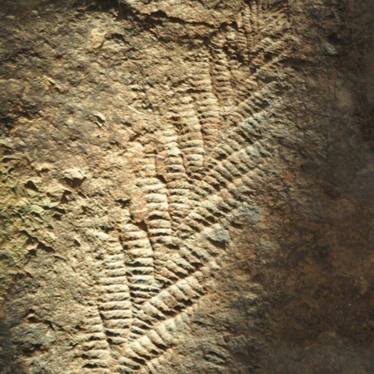 Charnia Masoni: The First Proof of Precambrian Complex Life