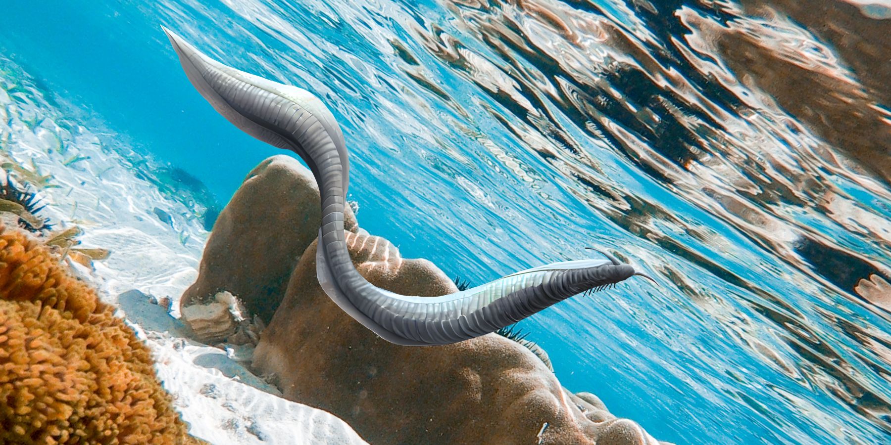 Now 8 Incredible Pikaia Gracilens Facts Your Ancient Relative Now 8 Incredible Pikaia Gracilens Facts Your Ancient Relative